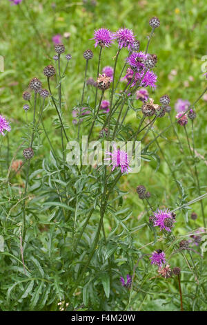 Greater Knapweed, Skabiosen-Flockenblume, Fritschs Flockenblume, Centaurea scabiosa fritschii, Centaurea grinensis fritschii Stock Photo