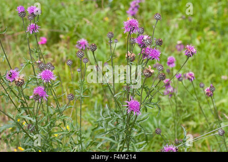 Greater Knapweed, Skabiosen-Flockenblume, Fritschs Flockenblume, Centaurea scabiosa fritschii, Centaurea grinensis fritschii Stock Photo