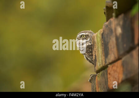 Little Owl (Athene noctua) in a old barn Stock Photo