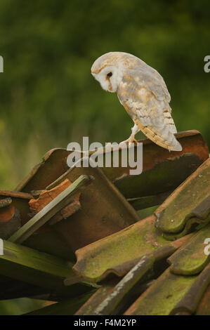 Barn Owl (Tyto alba) perched on derelict barn roof Stock Photo