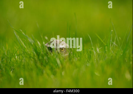 Little Owl (Athene noctua) peeking through grass