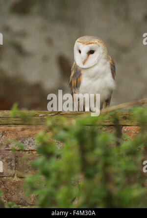 Barn Owl (Tyto alba) in a derelict barn Stock Photo