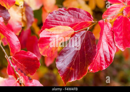 Parrotia persica red autumn leaves, Persian ironwood Parrotia persica autumn Stock Photo