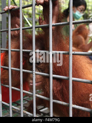 Sumatra, Indonesia. 20th Oct, 2015. An officer Sumatran Orangutan Conservation program (SOCP) take care of Sumatran orangutan (Pongo abelii) in a cage, after being rescued from illegal courier to be rehabilitated, as they arrive at the SOCP quarantine center in Batu Mbelin, North Sumatra, Indonesia October 20, 2015. Baby Sumatran orangutan One-year-old, Citrawan (male) and Bobina (female) is seized of the bag a wild animal traders illegally smuggled into Malaysia, Sumatra to be released back into the wild. Credit:  Ivan Damanik/17�Թ����� Live News Stock Photo
