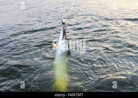 Spinning pike caught on a spoon in his mouth out of the water Stock Photo