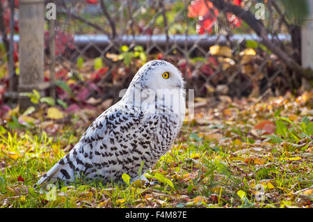 A nice profile shot of the Snowy Owl, displaying its beautiful coat of feathers. Stock Photo