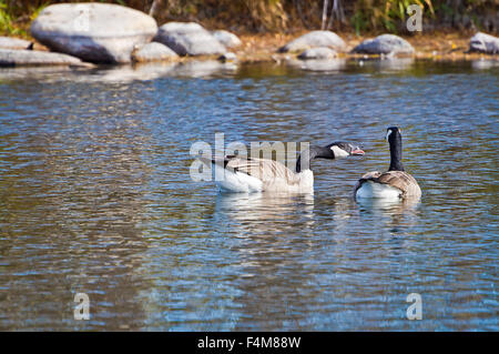 Canadian Goose becomes upset and makes his feelings known by honking at his companion. Stock Photo