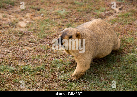 India, Himachal Pradesh, Sarchu, wildlife, Himalayan Marmot, Marmota himalayana Stock Photo