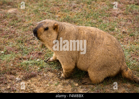 India, Himachal Pradesh, Sarchu, wildlife, Himalayan Marmot, Marmota himalayana Stock Photo