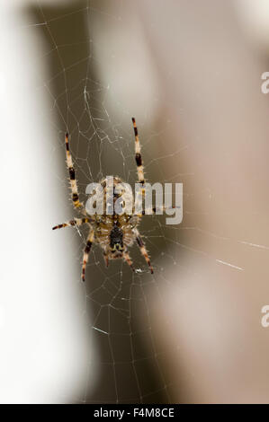 A spider hangs from his web awaiting prey Stock Photo