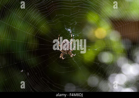 A spider hangs from his web awaiting prey against a green background with beautiful bokeh Stock Photo