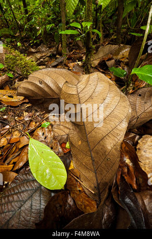 Big leaves on the rain forest floor of Burbayar nature reserve, Panama province, Republic of Panama. Stock Photo