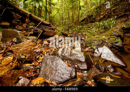 Rainforest floor in Serrania de San Blas, near Burbayar nature reserve, Panama province, Republic of Panama. Stock Photo