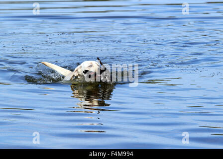 a yellow Labrador retriever dashes back to the hunter after retrieving a duck Stock Photo