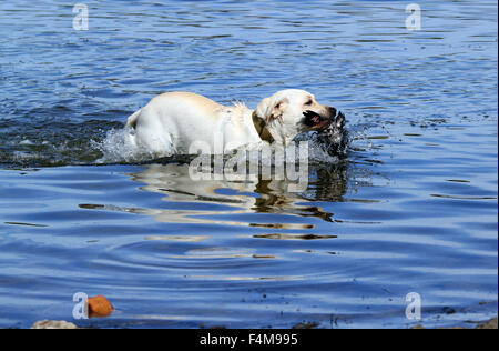 a yellow Labrador retriever retrieving a duck Stock Photo