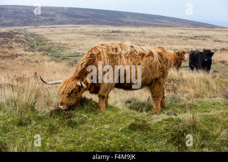 Highland Longhorn Cattle On Dartmoor, Devon, Uk Stock Photo: 124645872 