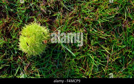 A freshly fallen horse chestnut fruit in the grass Stock Photo