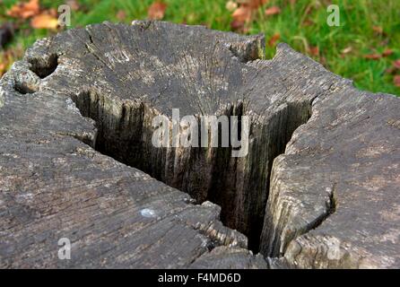 An old tree stump with a hole in. Wollaton park Nottingham England UK Stock Photo