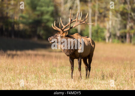 A bull elk bugles during the fall rut in the Cataloochee Valley of the Great Smoky Mountains National Park in Cataloochee, North Carolina. Stock Photo