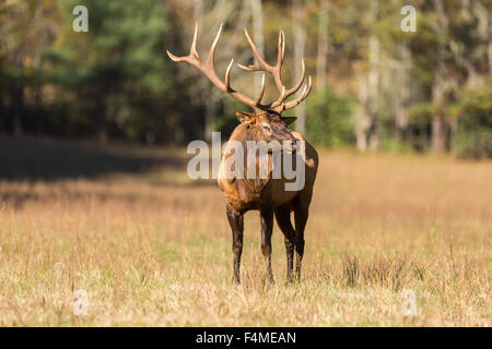 A bull elk during the fall rut in the Cataloochee Valley of the Great Smoky Mountains National Park in Cataloochee, North Carolina. Stock Photo