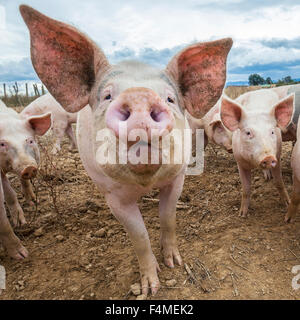 Lovely pigs outdoors in autumn Stock Photo
