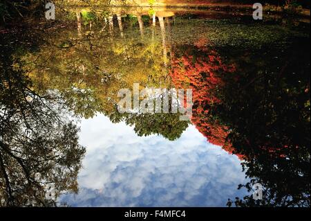 Glasgow, Scotland, UK. 20th Oct, 2015. The pond at Pollok Park, Glasgow, lit up in the beautiful autumn sunshine. Credit:  Tony Clerkson/Alamy Live News