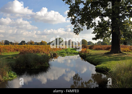 Bushy Park, SW London. 20th October 2015. An afternoon of glorious sunshine in South East England with temperatures reaching a warm 17 degrees. Beside the Longford River In Bushy Park, the bracken displays a warm golden glow of autumn colours. Credit:  Julia Gavin UK/Alamy Live News Stock Photo
