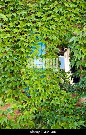 House with wild wine and one window and blue shutters in Provence France Europe Stock Photo