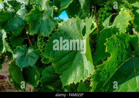 Grape leaves and white wine grapes take in the natural sun shine. July, 2015. Burgundy, France. Stock Photo