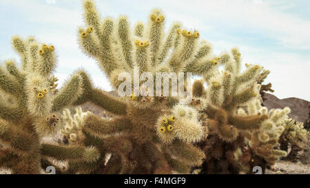 Close up, Cholla Cactus Garden, Joshua Tree National Park Stock Photo