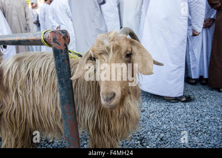 Nizwa market day.  Once the capital of Oman the now modern city of Nizwah is famous for it's lively souq and livestock market. Stock Photo