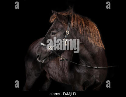 black pony with Icelandic bridle in studio against black background Stock Photo