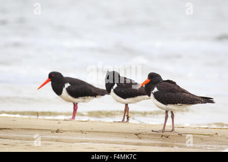 Pied Oystercatcher (Haematopus longirostris) at the shore of Lake King in Lakes Entrance, Victoria, Australia. Stock Photo