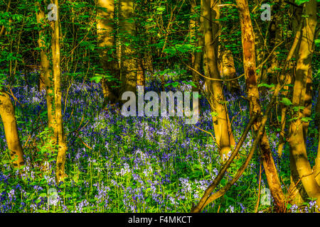 Woodland Bluebells among  tress growing with green leaves on the forest floor Stock Photo