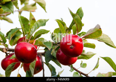 Red Discovery Apples Growing on a Tree Stock Photo