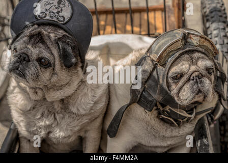 Portrait of two pug dogs dressed in a cap, helmet and goggles. This breed is or a.k.a. Chinese pug, Dutch bulldog, Mops, Carlin. Stock Photo