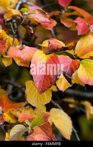 Fothergilla major leaves in Autumn. Stock Photo