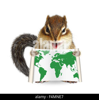 Funny animal chipmunk holding map on white background Stock Photo