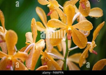 Tulips at Singapore Botanic Gardens Stock Photo