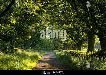 Scenic rural track & avenue of trees with overhanging branches makes rich green tunnel of sunlit leaves - springtime morning, Yorkshire, England, UK. Stock Photo