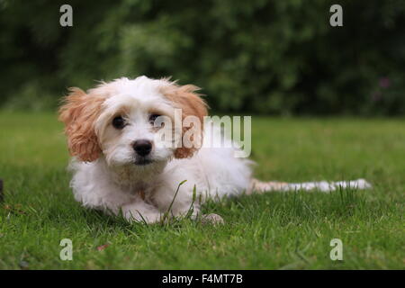 Cavapoo Puppy Lying in Grass Stock Photo