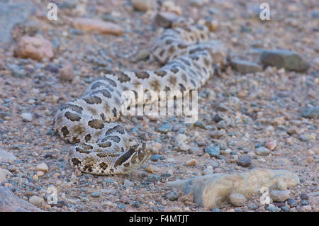 Desert Massasauga, (Sistrurus tergeminis edwardsii), Valencia co., New Mexico, USA. Stock Photo