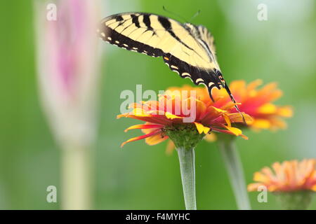 Tiger swallowtail butterfly flying over a zinnia Stock Photo - Alamy