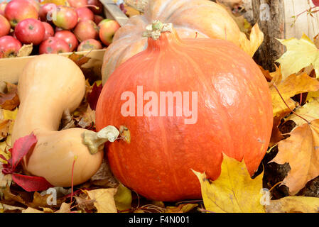 Apples and three different pumpkins on autumn leaves Stock Photo
