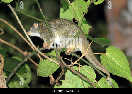 Green Ringtail Possum (Pseudochirops archeri) in Australia Stock Photo