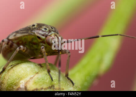 Tarnished plant bug with beautiful coloration is crawling on budding flower Stock Photo