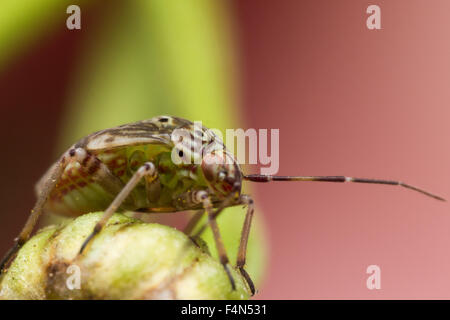 Tarnished plant bug with beautiful coloration is crawling on budding flower Stock Photo