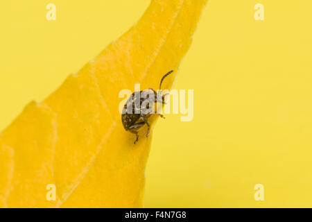 the mustached black bug sits on a yellow leaf Stock Photo