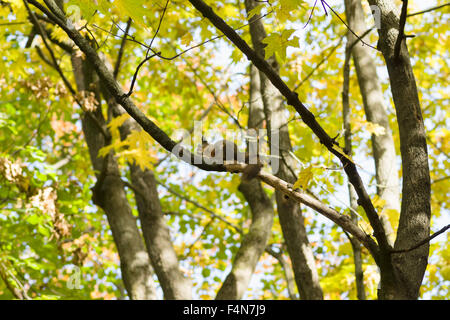 the cheerful fluffy squirrel has fun in the autumn wood Stock Photo