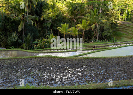 beautiful Rice terraced paddy fields in Gunung Kawi Bali, Indonesia Stock Photo